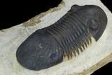 Bargain, Paralejurus Trilobite - Atchana, Morocco #126998-4